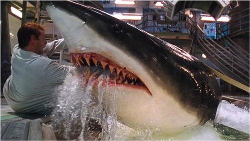 深海狂鲨在线观看免费,惊险海底探险,生死搏斗一触即发! 第1张 深海狂鲨在线观看免费,惊险海底探险,生死搏斗一触即发! 第1张